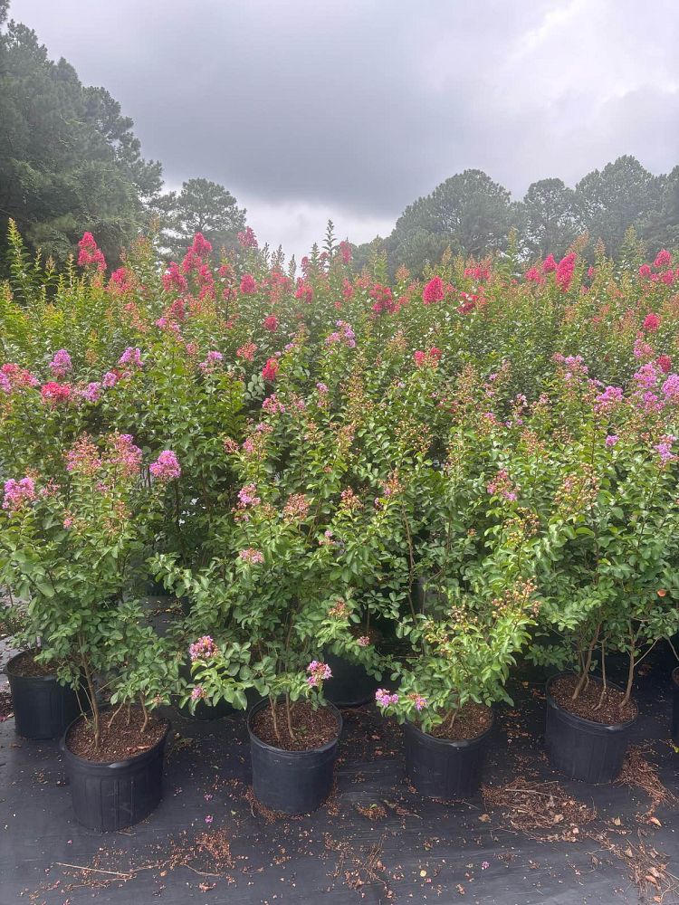 lagerstroemia-indica-catawba-crape-myrtle