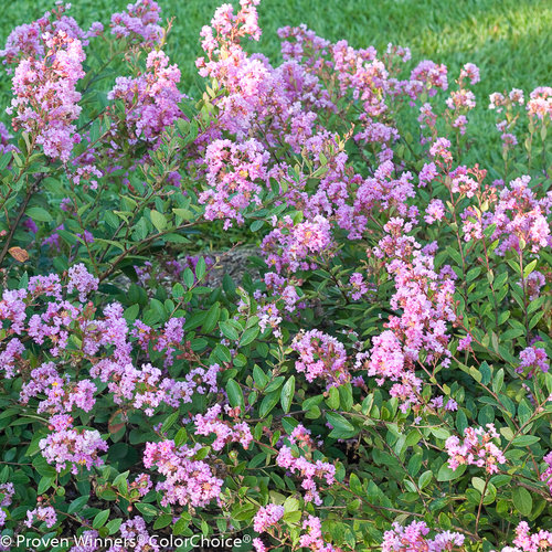 lagerstroemia-indica-g2x133251-infinitini-reg-orchid-crapemyrtle