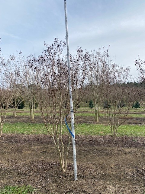 lagerstroemia-indica-sioux-crape-myrtle