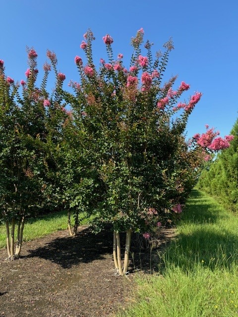 lagerstroemia-indica-sioux-crape-myrtle