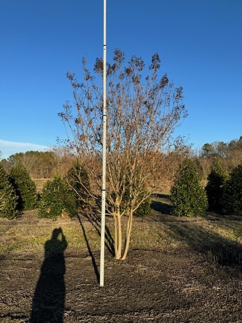 lagerstroemia-indica-sioux-crape-myrtle