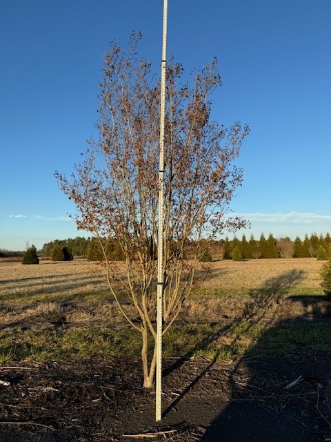 lagerstroemia-indica-sioux-crape-myrtle