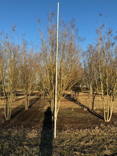 lagerstroemia-indica-sioux-crape-myrtle
