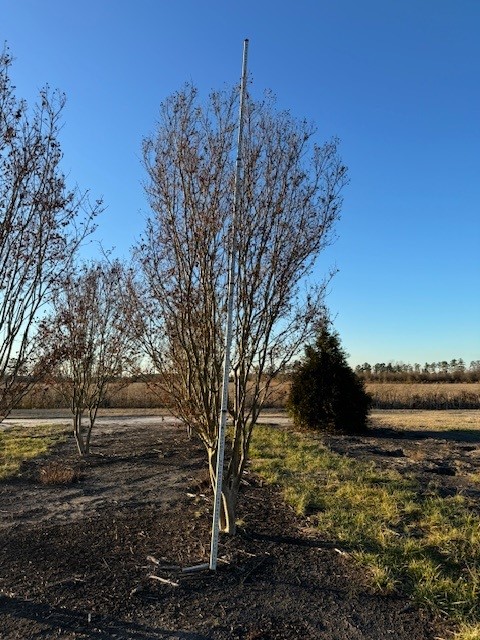 lagerstroemia-indica-sioux-crape-myrtle