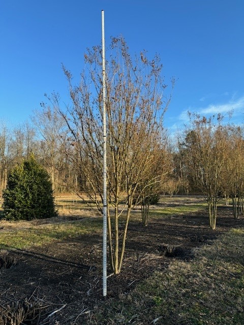 lagerstroemia-indica-sioux-crape-myrtle