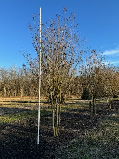 lagerstroemia-indica-sioux-crape-myrtle