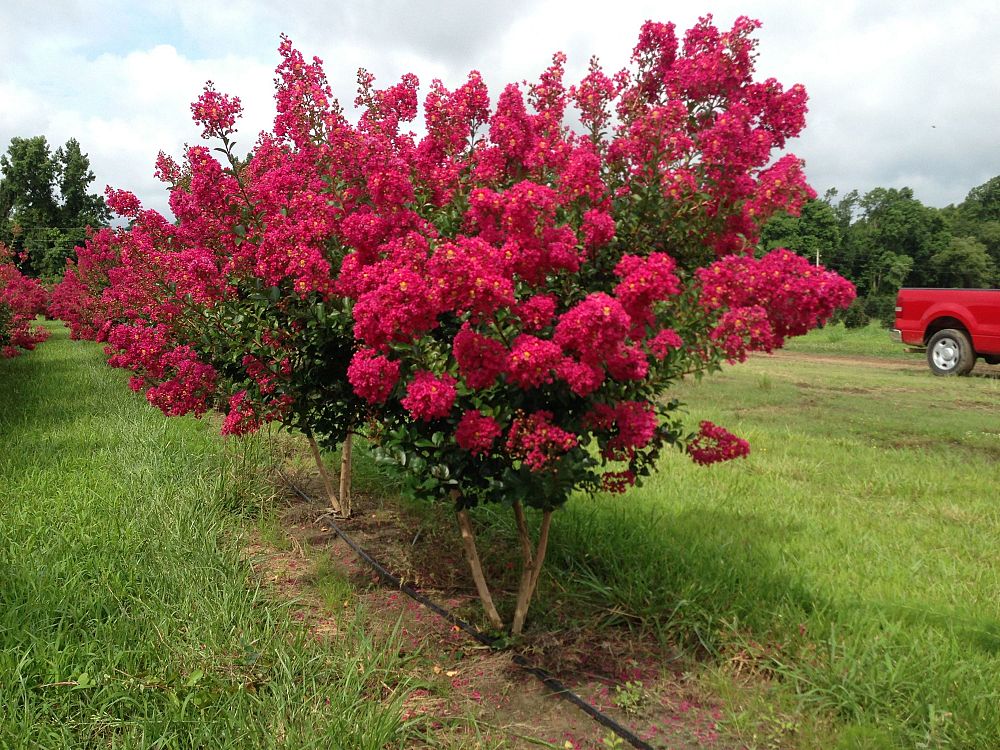 lagerstroemia-indica-tonto-crape-myrtle