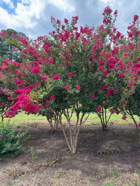 lagerstroemia-indica-tonto-crape-myrtle