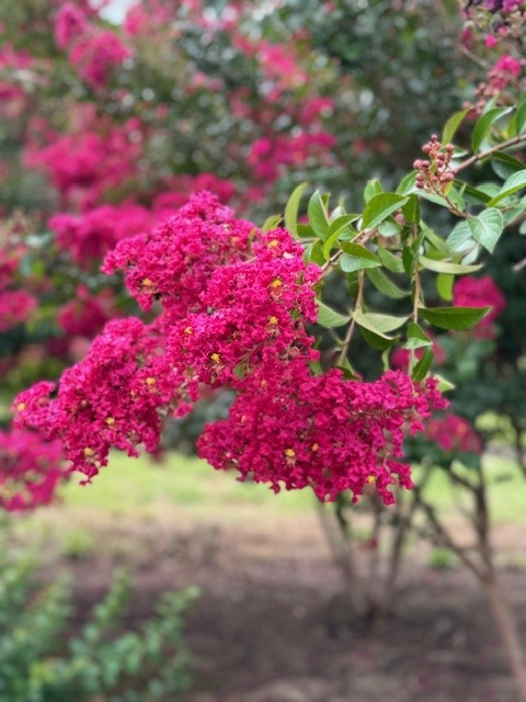 lagerstroemia-indica-tonto-crape-myrtle