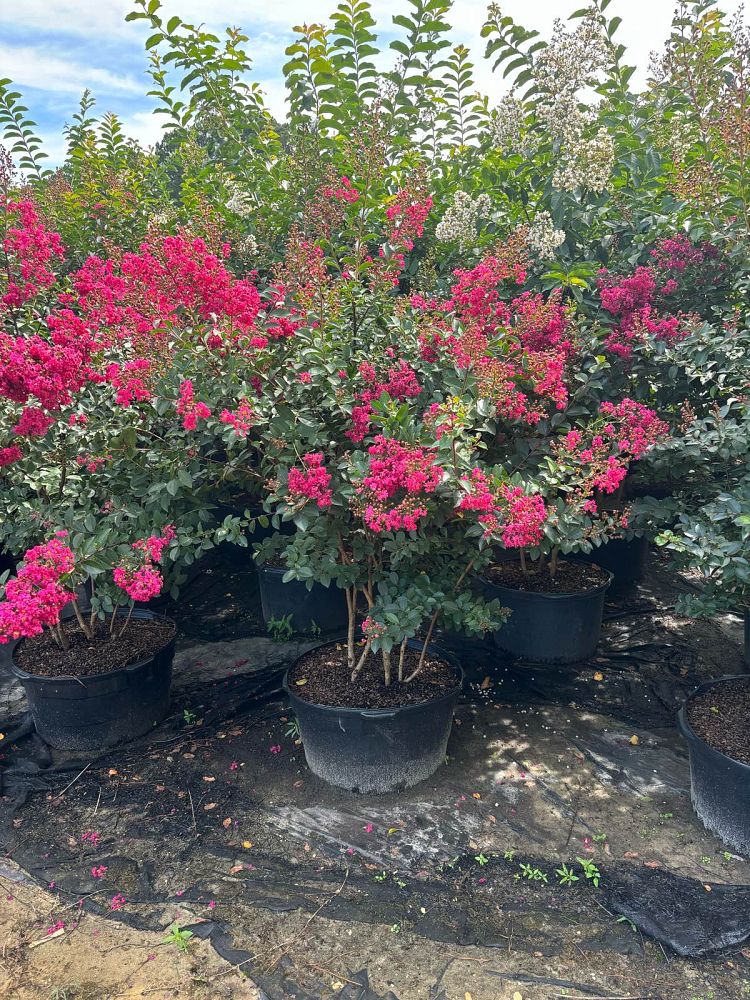 lagerstroemia-indica-tonto-crape-myrtle