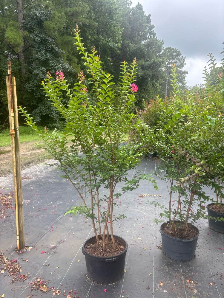 lagerstroemia-indica-tonto-crape-myrtle