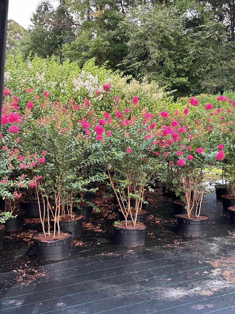 lagerstroemia-indica-tonto-crape-myrtle