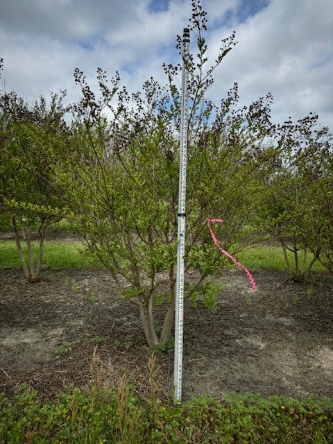 lagerstroemia-indica-tonto-crape-myrtle