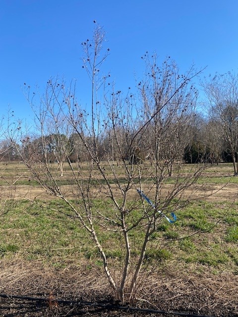 lagerstroemia-indica-whit-ii-crape-myrtle-dynamite