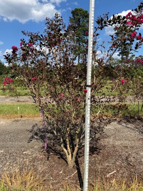 lagerstroemia-indica-whit-iii-crape-myrtle-pink-velour