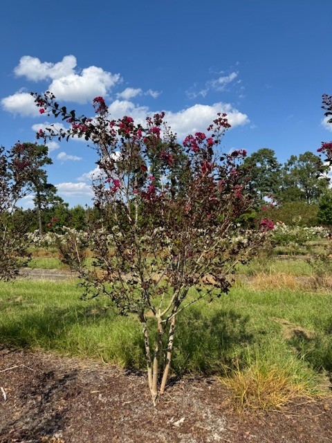 lagerstroemia-indica-whit-iii-crape-myrtle-pink-velour