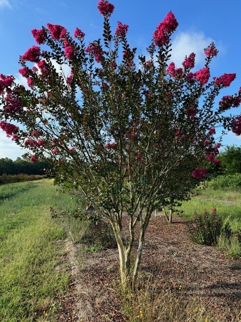 lagerstroemia-indica-whit-iii-crape-myrtle-pink-velour