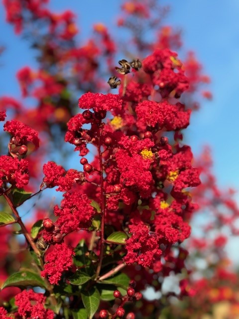 lagerstroemia-indica-whit-iv-crape-myrtle-red-rocket