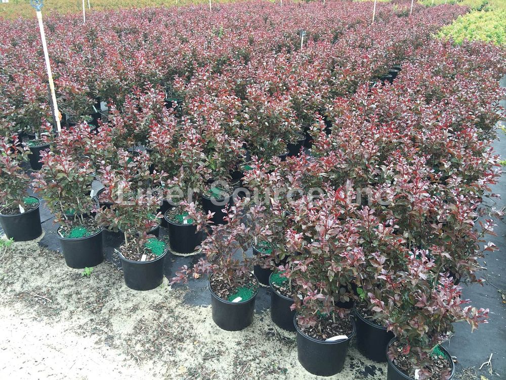 lagerstroemia-indica-whit-viii-crape-myrtle-rhapsody-in-pink