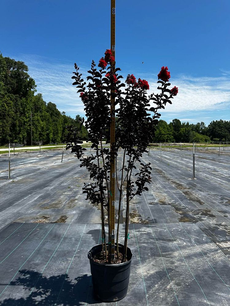 lagerstroemia-jm2-crapemyrtle-thunderstruck-rumblin-red