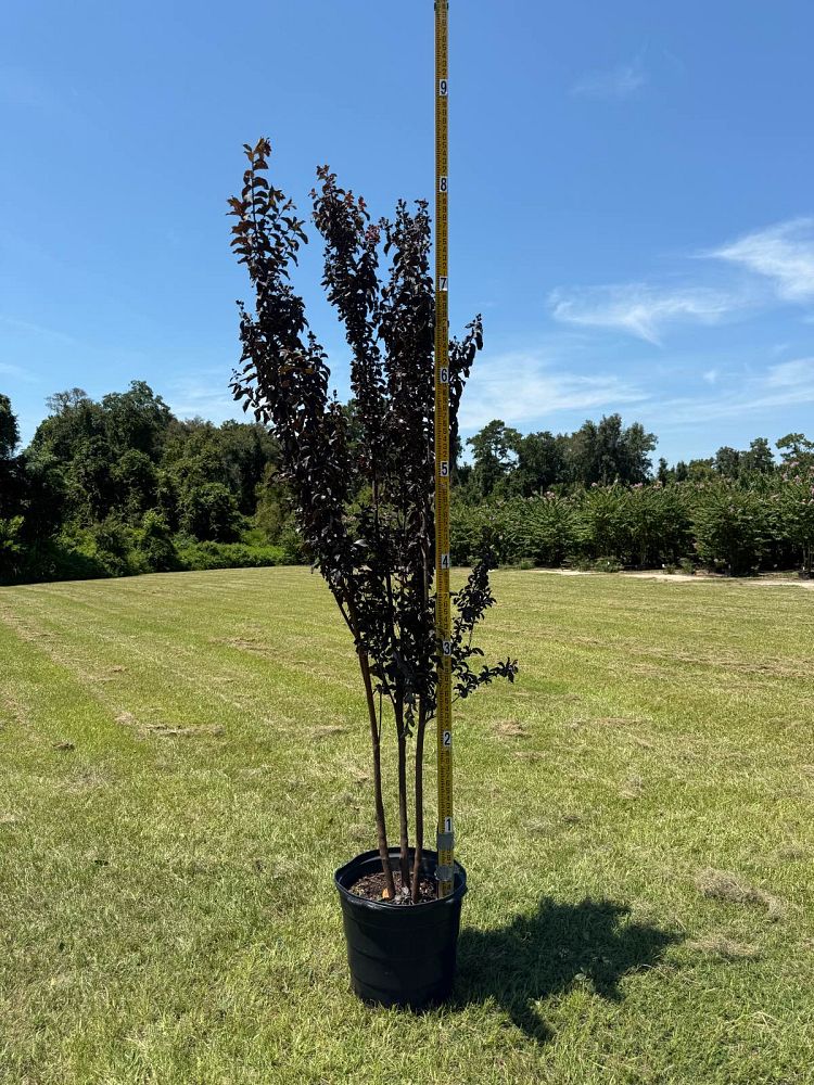 lagerstroemia-jm2-crapemyrtle-thunderstruck-rumblin-red