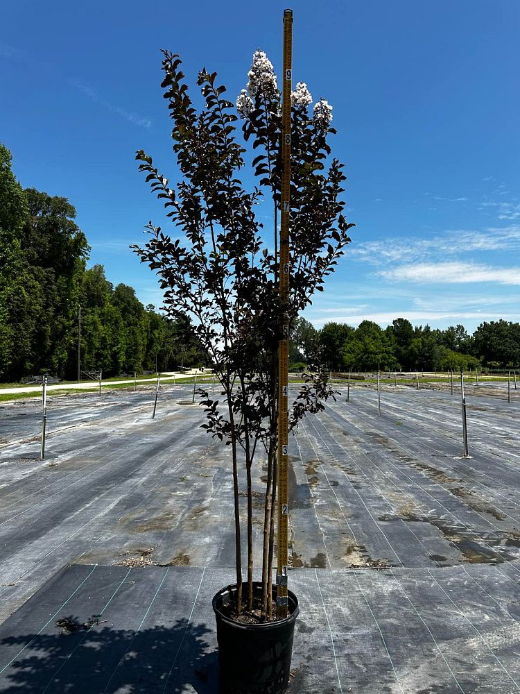 lagerstroemia-jm4-crapemyrtle-thunderstruck-white-lightning