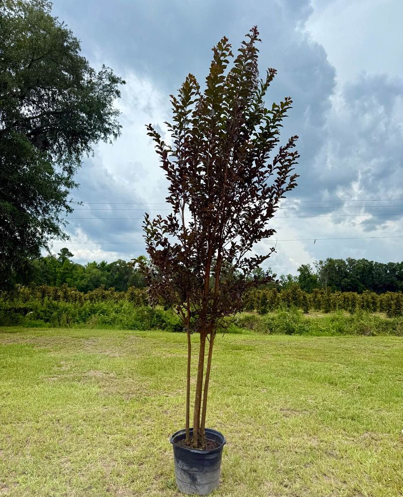lagerstroemia-jm4-crapemyrtle-thunderstruck-white-lightning