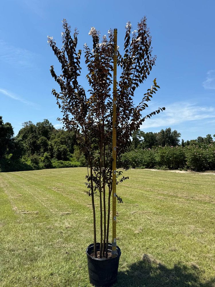 lagerstroemia-jm4-crapemyrtle-thunderstruck-white-lightning