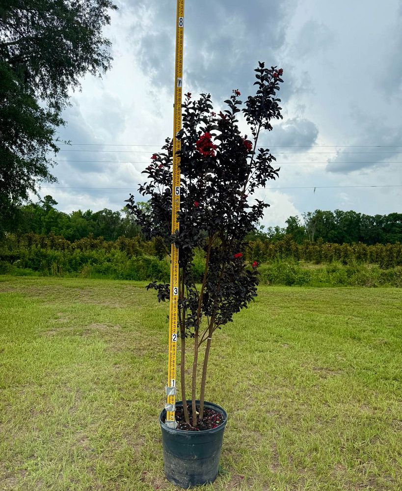 lagerstroemia-jm7-crapemyrtle-thunderstruck-ruby