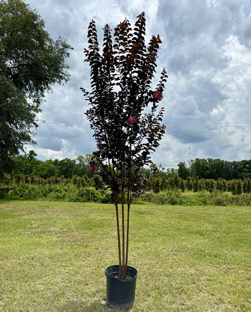 lagerstroemia-jm8-crapemyrtle-thunderstruck-lavender-skies