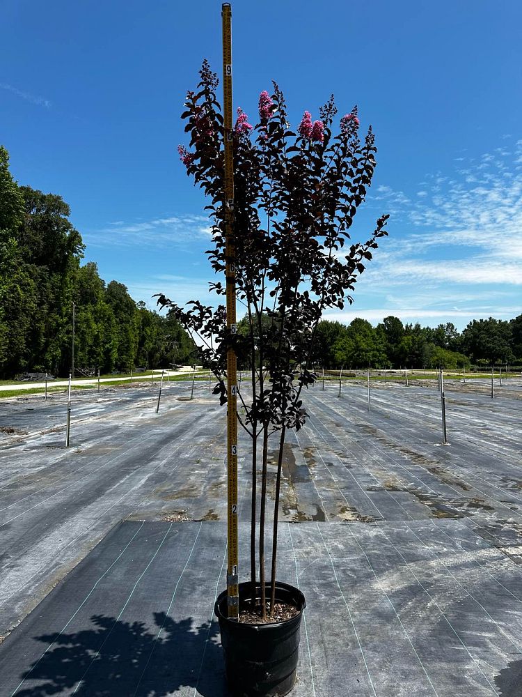 lagerstroemia-jm8-crapemyrtle-thunderstruck-lavender-skies