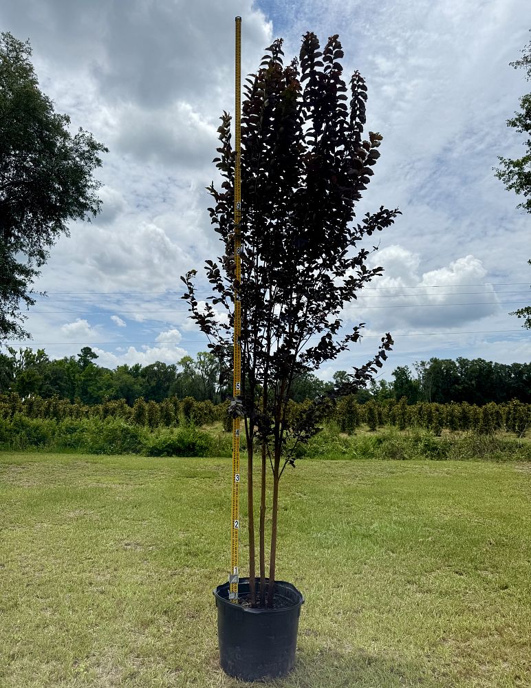 lagerstroemia-jm8-crapemyrtle-thunderstruck-lavender-skies
