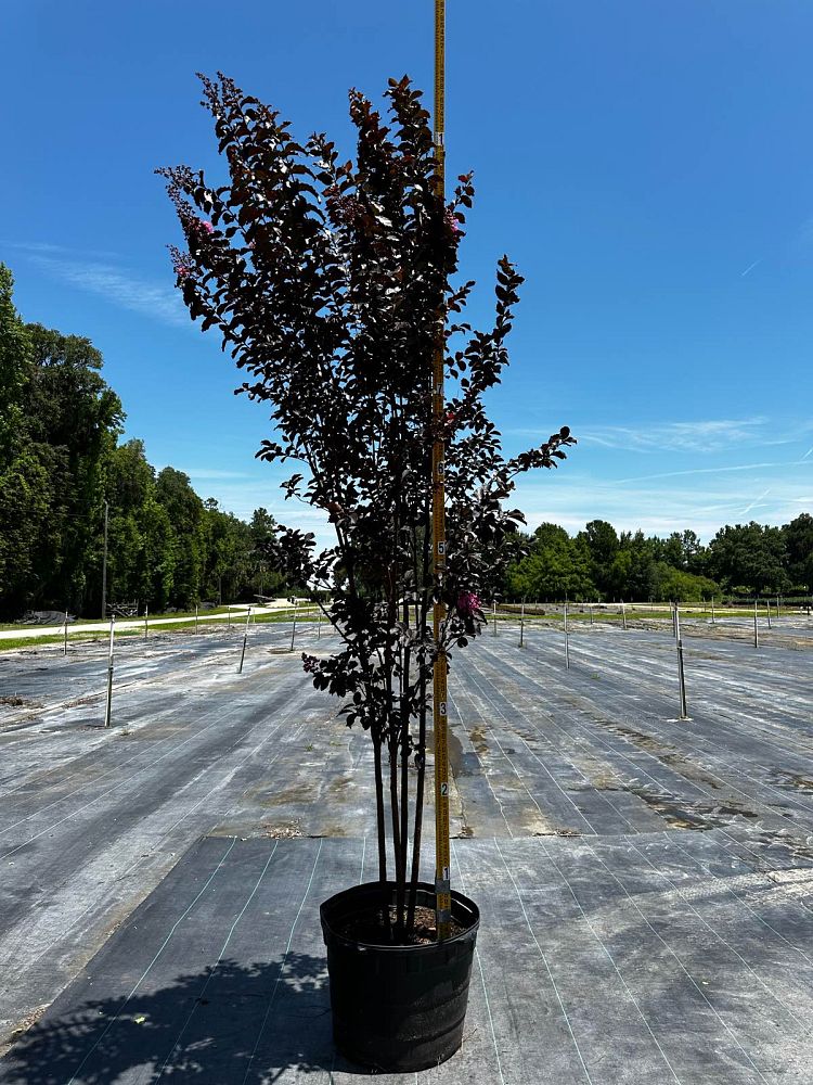 lagerstroemia-jm8-crapemyrtle-thunderstruck-lavender-skies