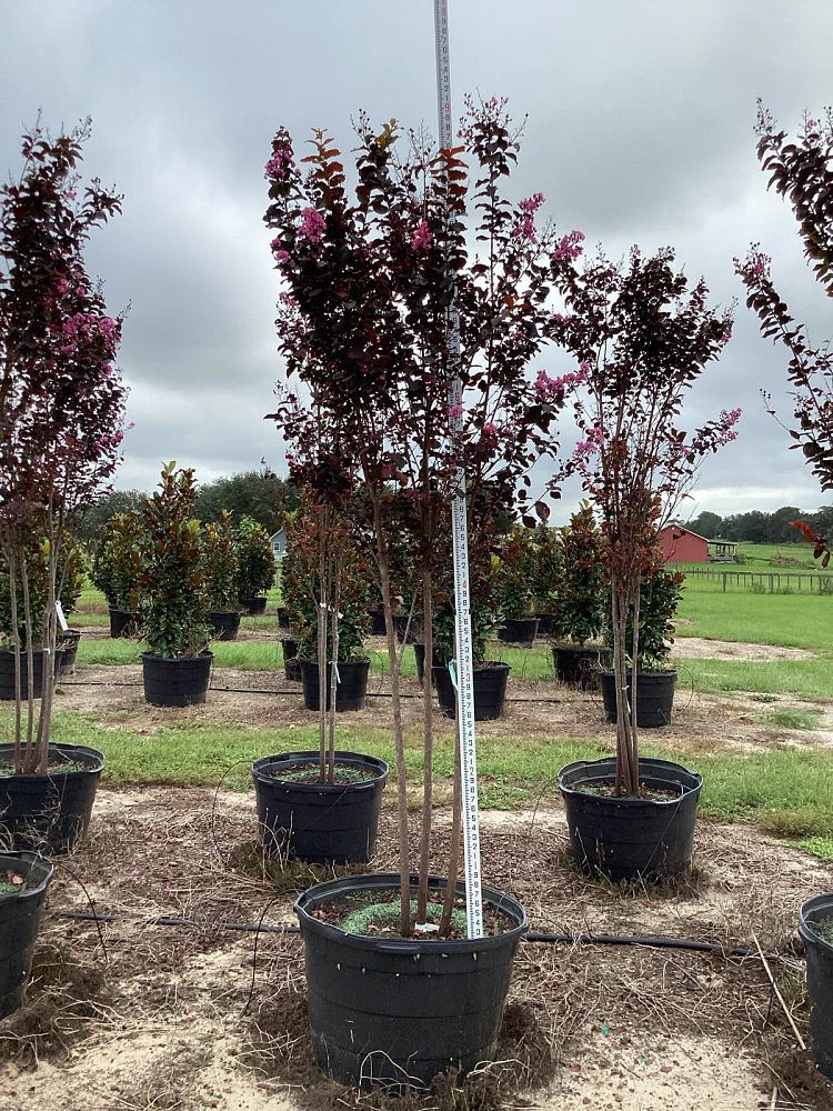 lagerstroemia-jm8-crapemyrtle-thunderstruck-lavender-skies