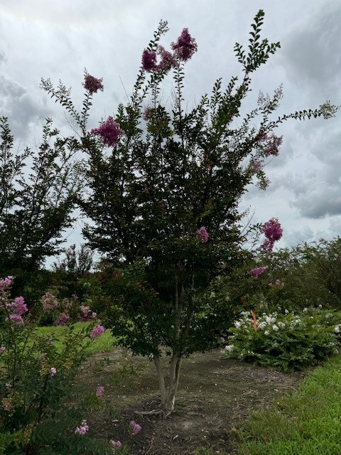 lagerstroemia-lipan-crape-myrtle