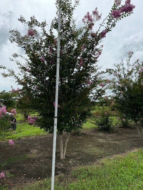 lagerstroemia-lipan-crape-myrtle