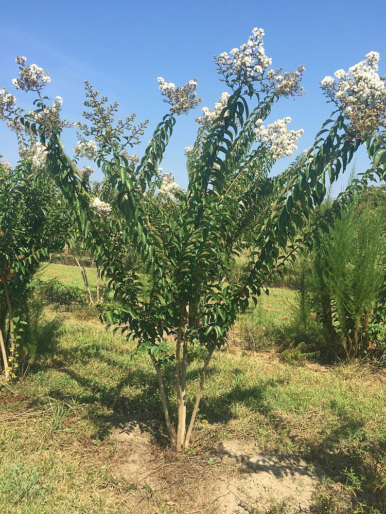 lagerstroemia-sarah-s-favorite-crape-myrtle