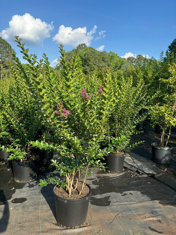 lagerstroemia-twilight-crape-myrtle