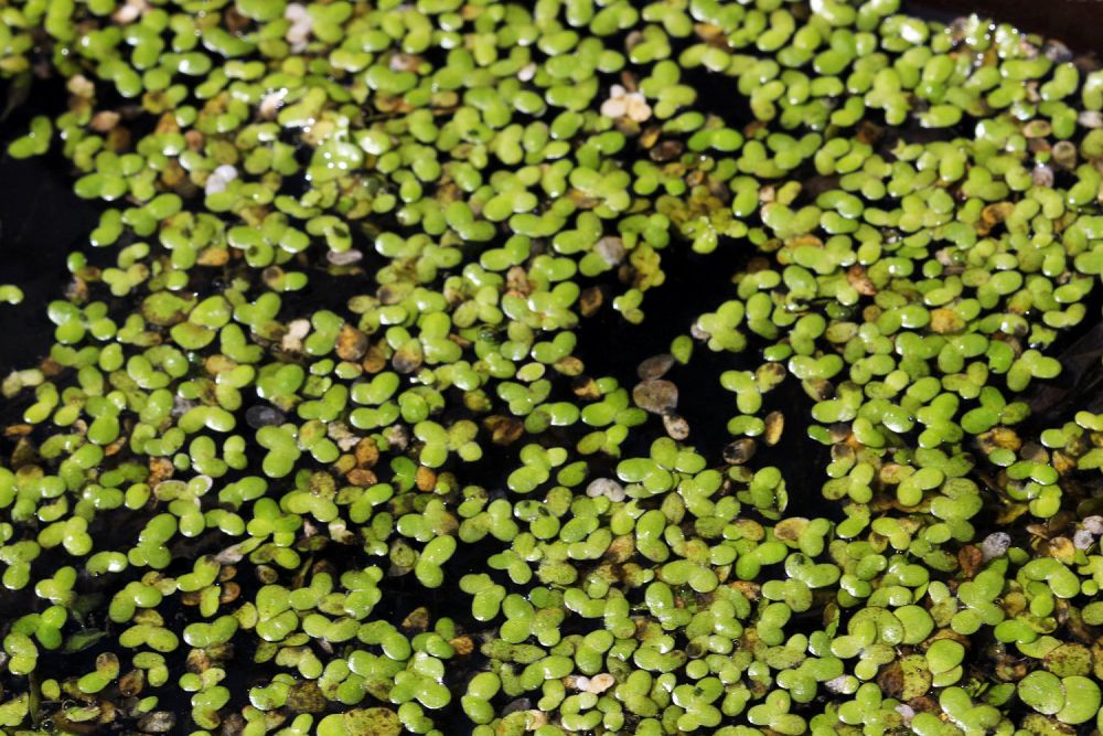 lemna-minor-common-duckweed