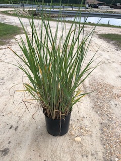 leymus-arenarius-blue-dune-lyme-grass-elymus-arenarius