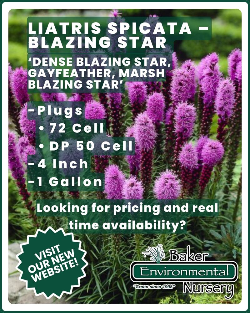liatris-spicata-gayfeather-blazing-star