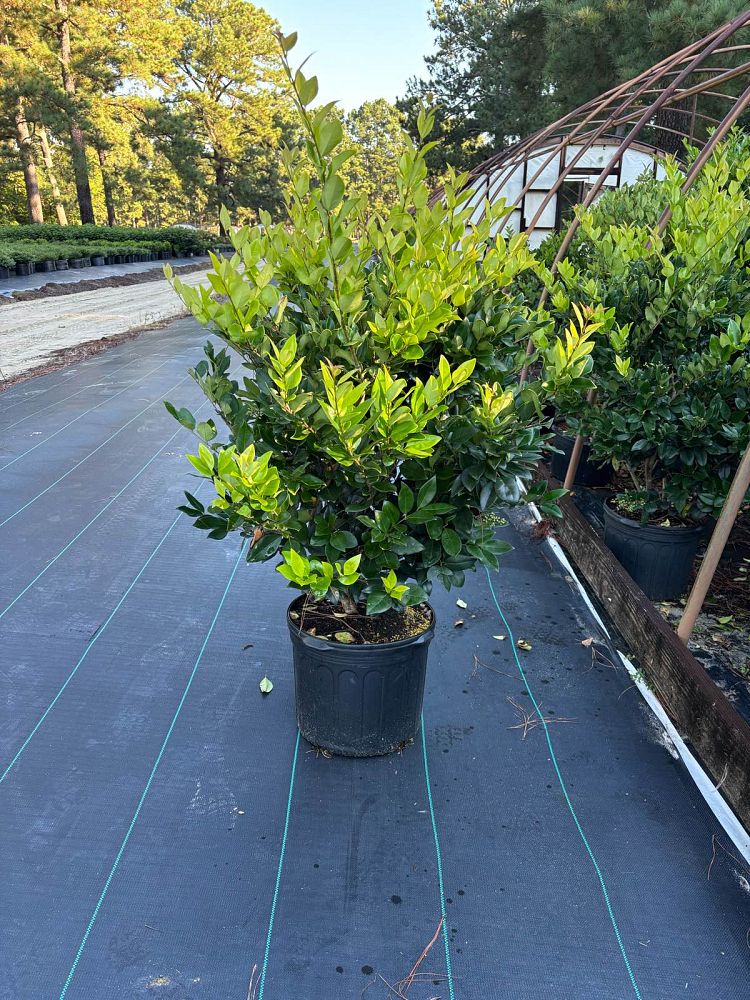 ligustrum-japonicum-howardi-japanese-privet-wax-leaf-ligustrum