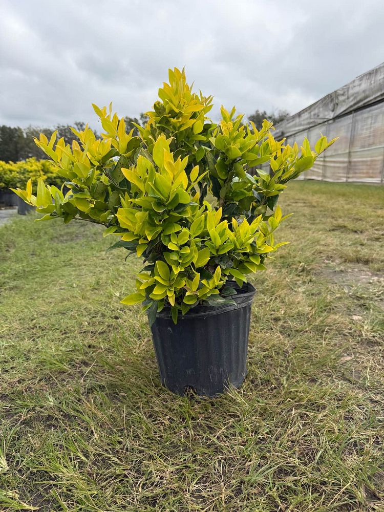 ligustrum-japonicum-howardi-japanese-privet-wax-leaf-ligustrum