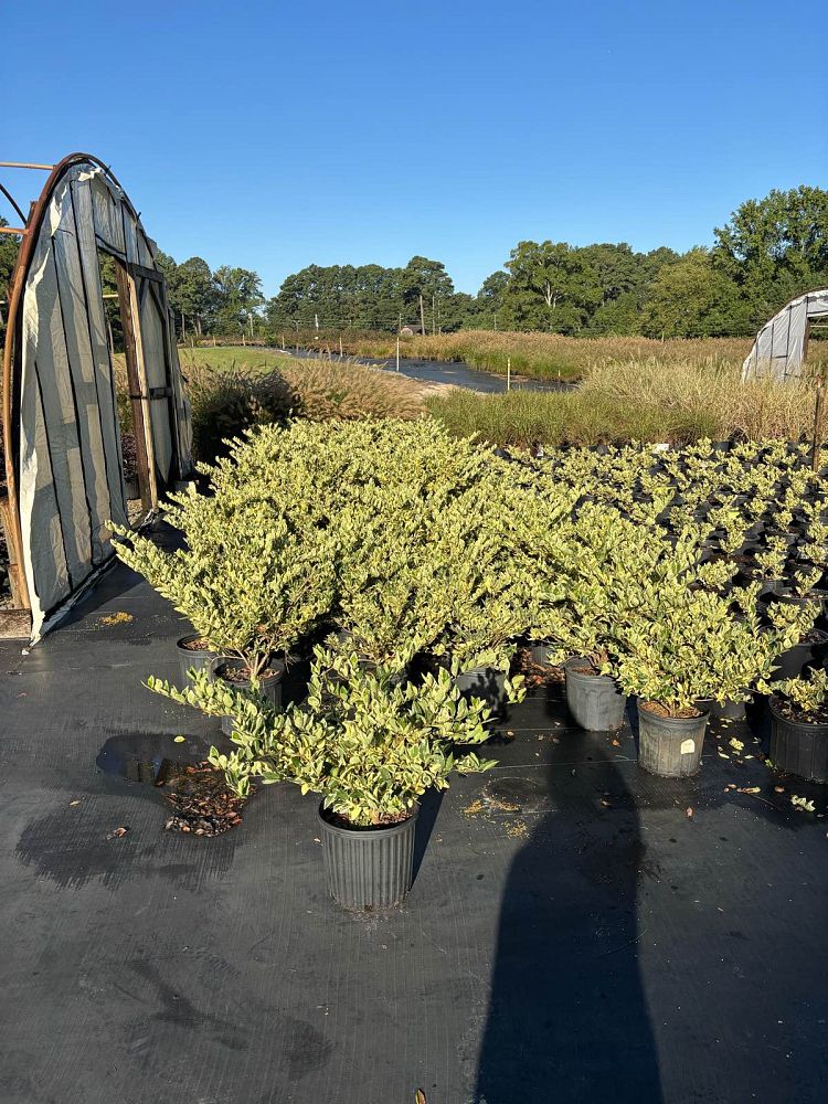 ligustrum-japonicum-jack-frost-japanese-privet-wax-leaf-ligustrum