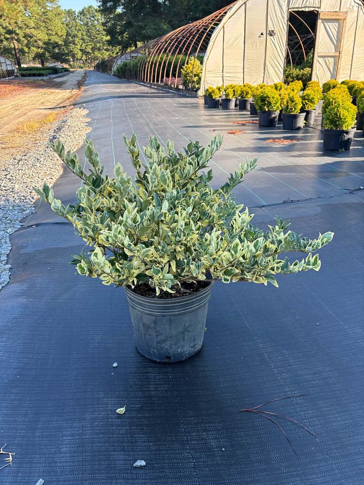 ligustrum-japonicum-jack-frost-japanese-privet-wax-leaf-ligustrum