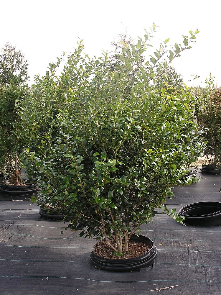 ligustrum-japonicum-recurvifolium-japanese-privet-recurvea-wax-leaf-ligustrum-wavy-leaf-ligustrum