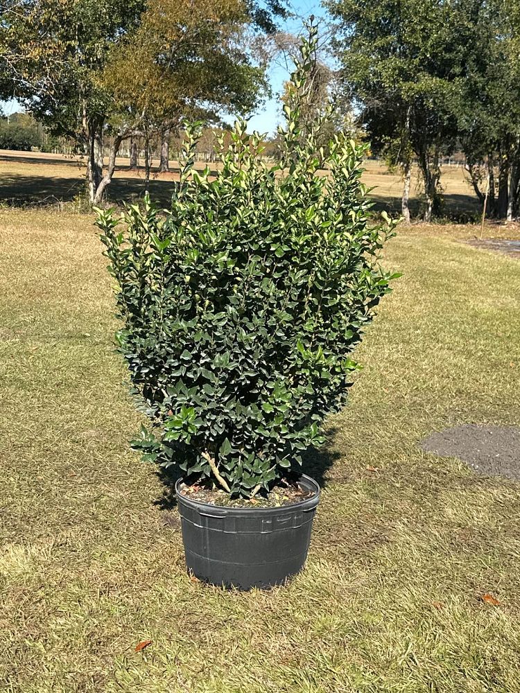 ligustrum-japonicum-recurvifolium-japanese-privet-recurvea-wax-leaf-ligustrum-wavy-leaf-ligustrum