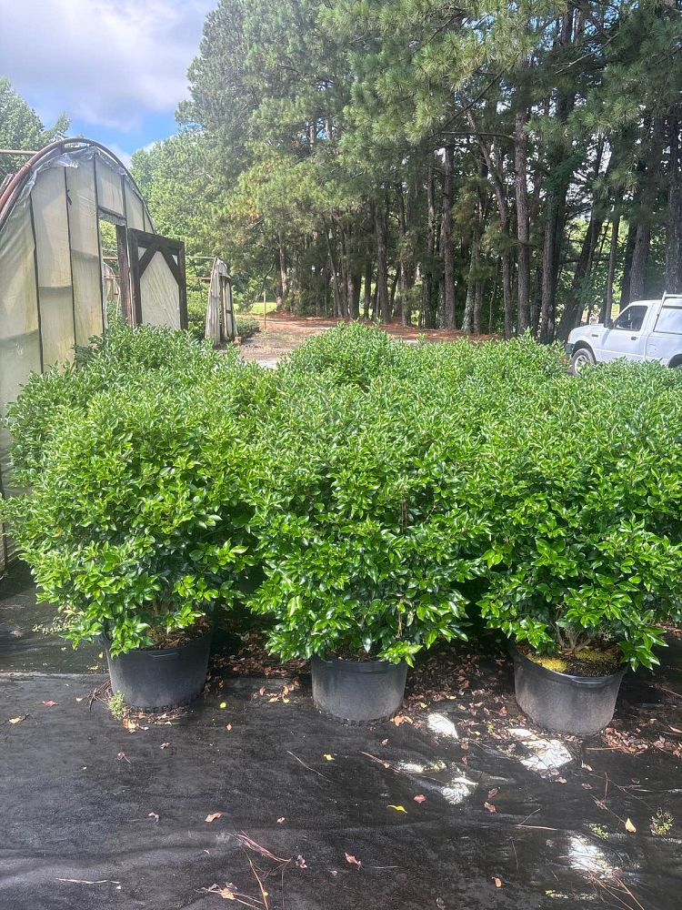 ligustrum-japonicum-recurvifolium-japanese-privet-recurvea-wax-leaf-ligustrum-wavy-leaf-ligustrum