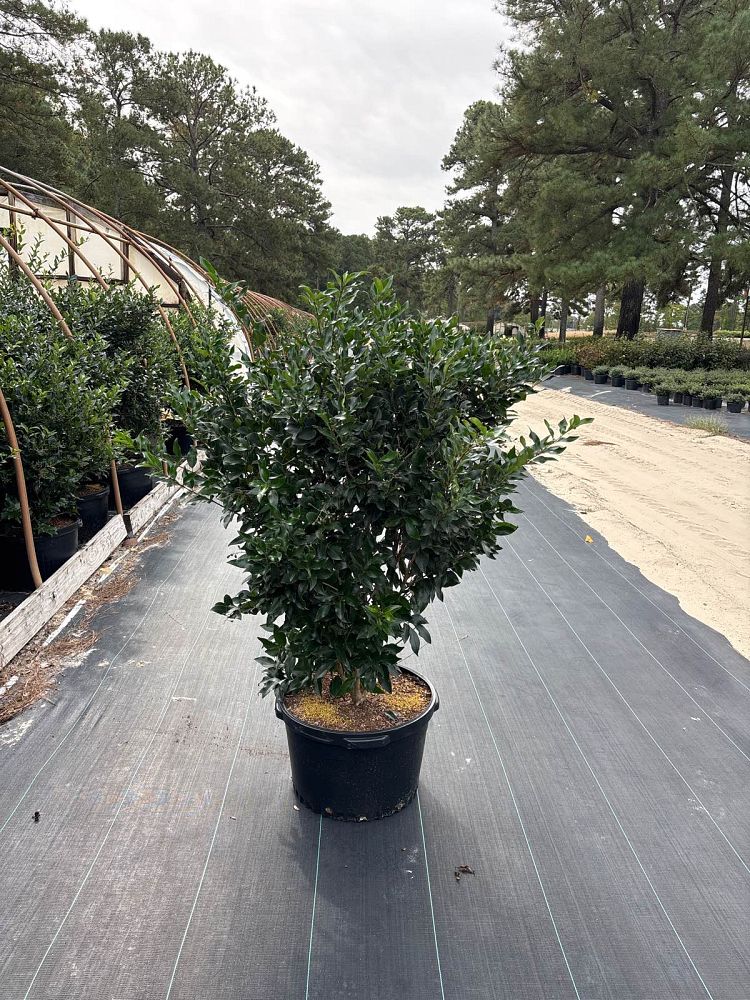 ligustrum-japonicum-recurvifolium-japanese-privet-recurvea-wax-leaf-ligustrum-wavy-leaf-ligustrum