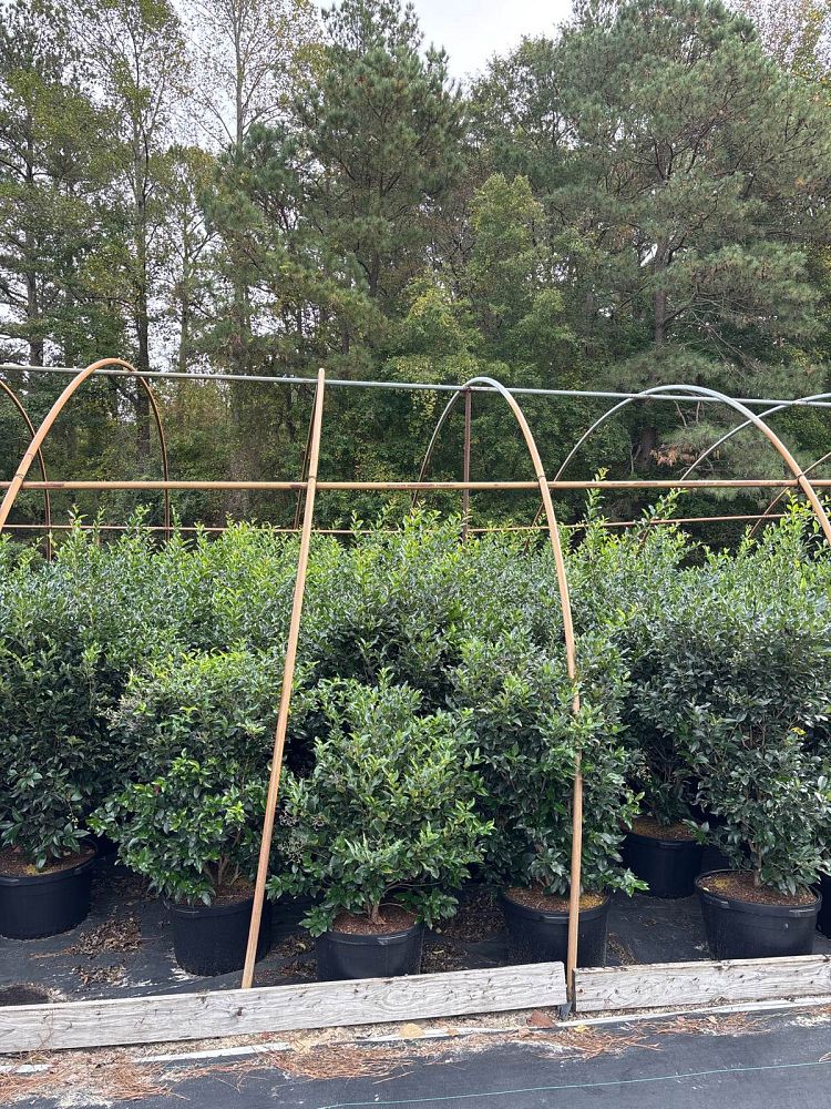 ligustrum-japonicum-recurvifolium-japanese-privet-recurvea-wax-leaf-ligustrum-wavy-leaf-ligustrum